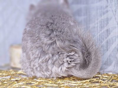 Кучерявая Шиншилла Фиолетовая Рекс Ангора