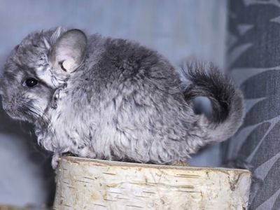 Кучерявая Шиншилла Фиолетовая Рекс Ангора