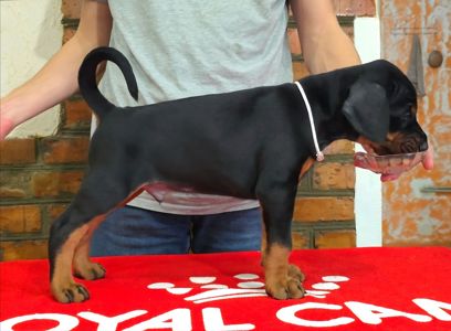 Щенки добермана, цуценята добермана