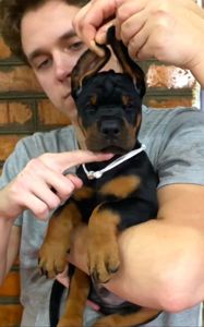 Щенки добермана, цуценята добермана