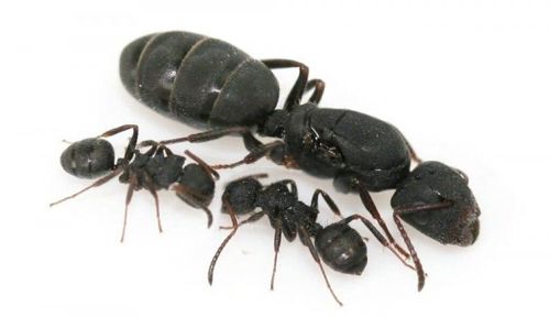 Купить в Украине муравьев Camponotus lasiselene - 700грн