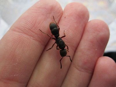 Купить Pseudoneoponera Rufipes (Pachycondyla Rufipes) муравьи пожарники