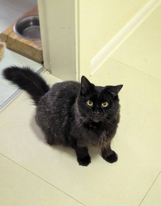 Дуже гарна і розумна киця Мартіша!