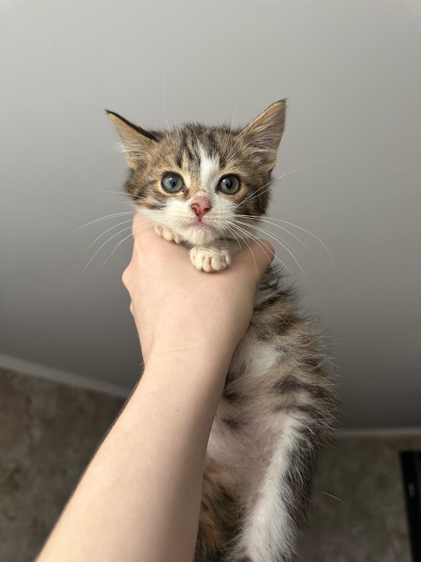 Котик шукає родину