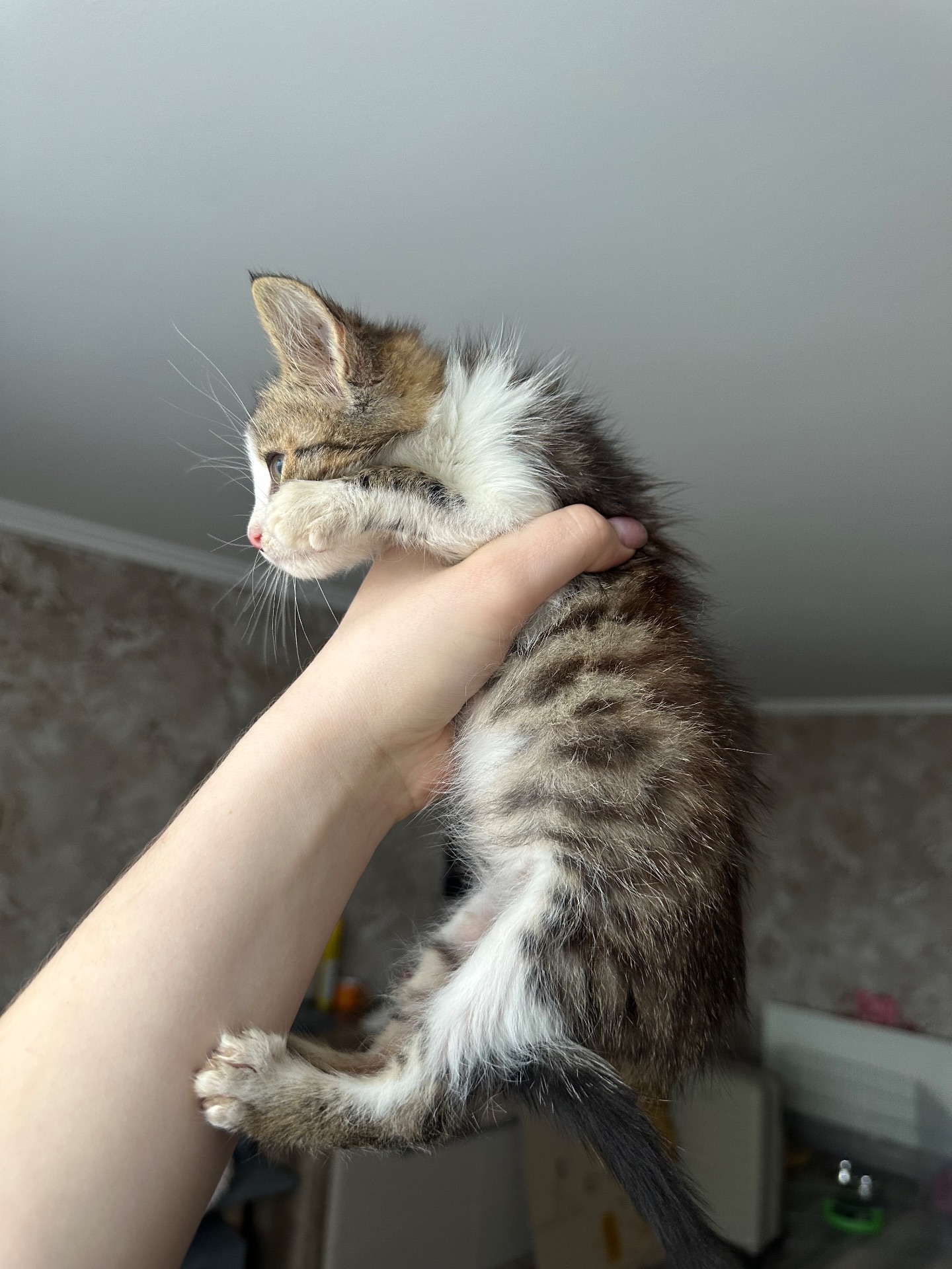 Котик шукає родину