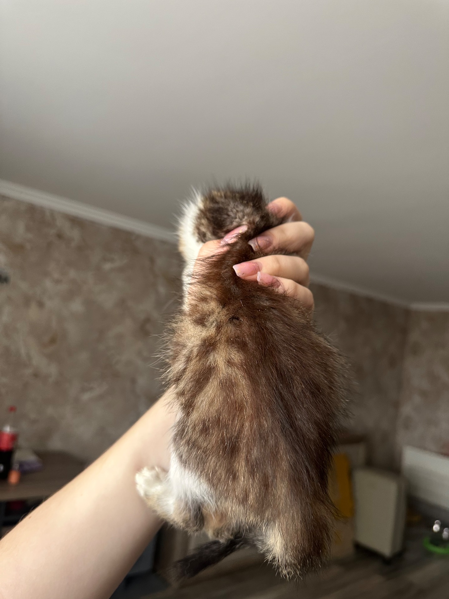 Котик шукає родину