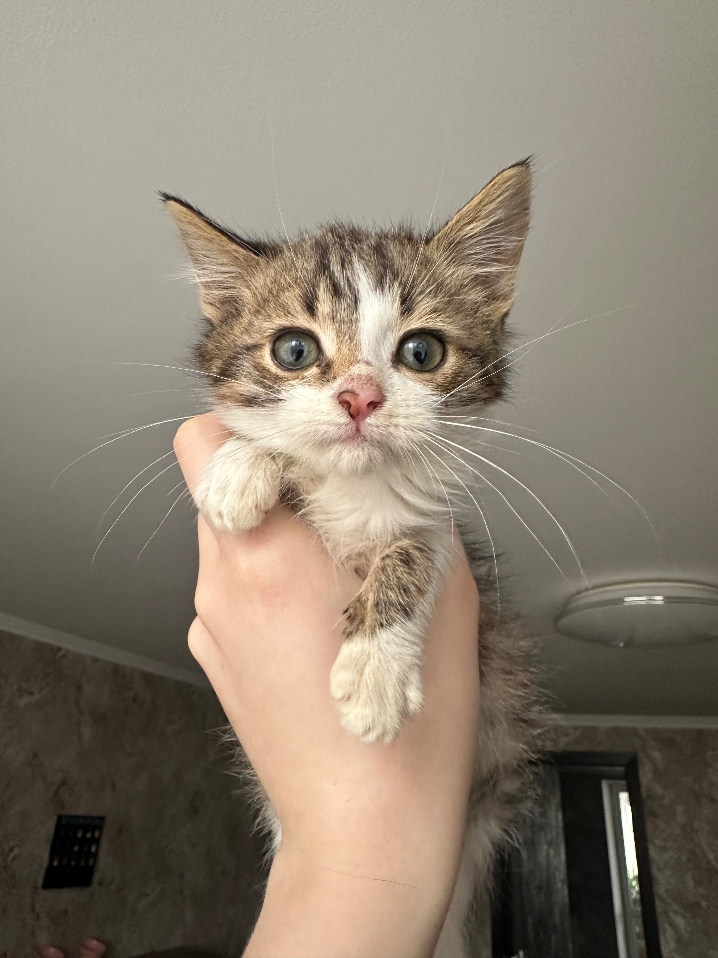 Котик шукає родину