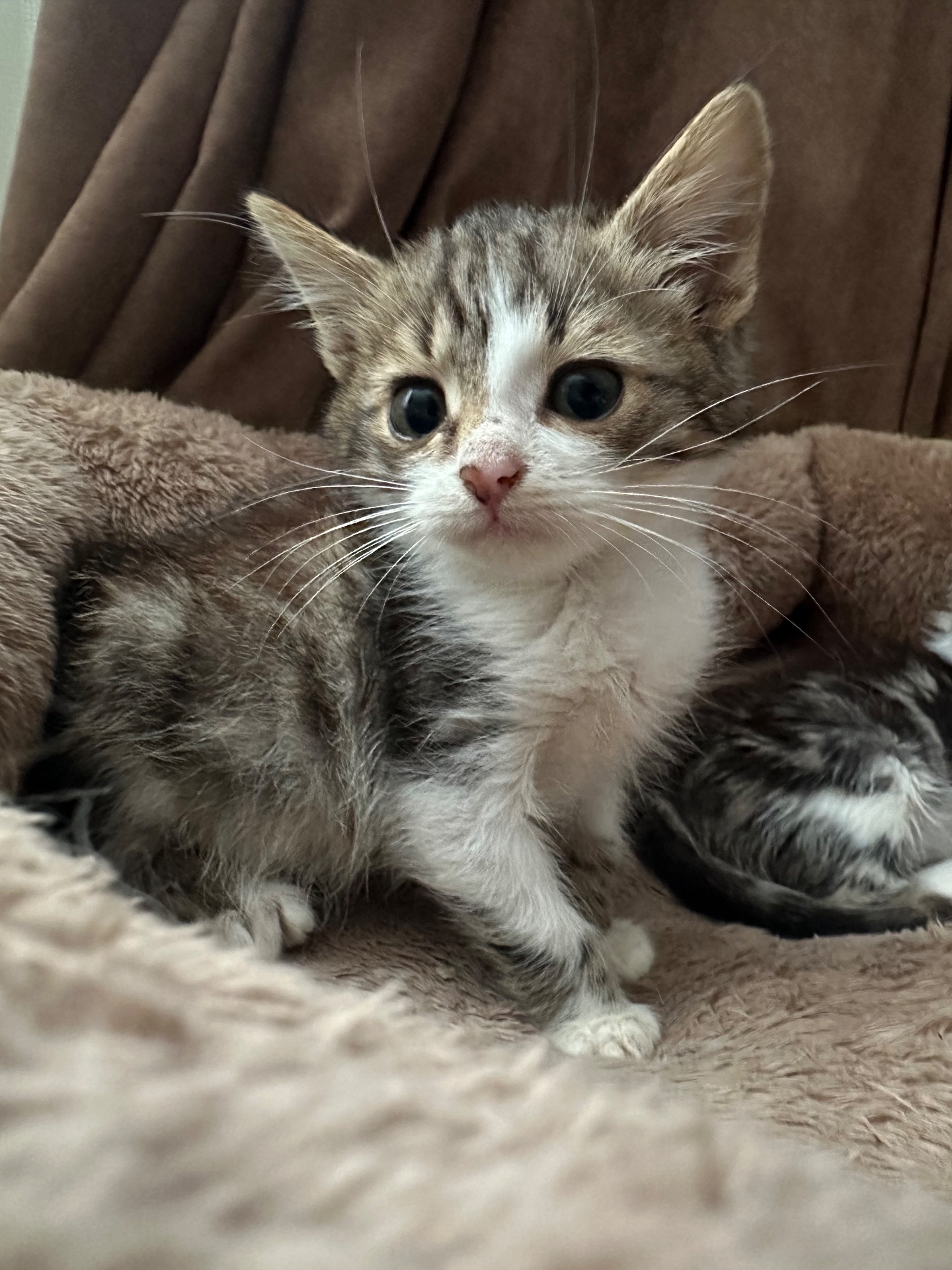 Котик шукає родину