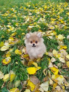 Шпіц хлопчик і дівчинка