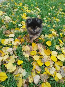 Шпіц хлопчик і дівчинка