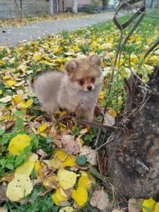 Шпіц хлопчик і дівчинка