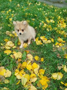 Шпіц хлопчик і дівчинка