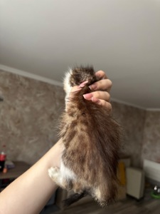 Котик шукає родину