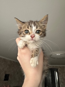 Котик шукає родину