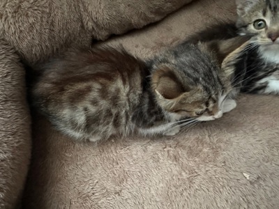 Котик шукає родину