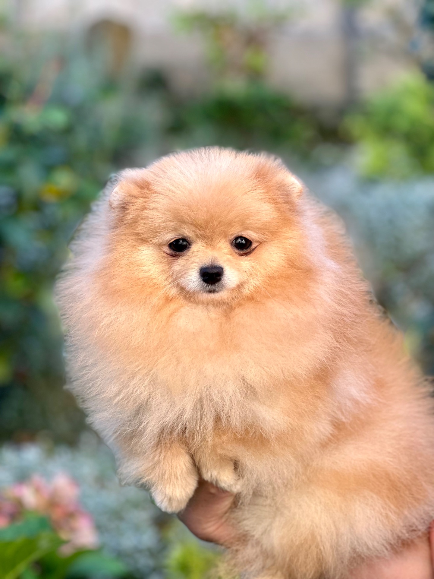 Померанський шпіц дівчинка