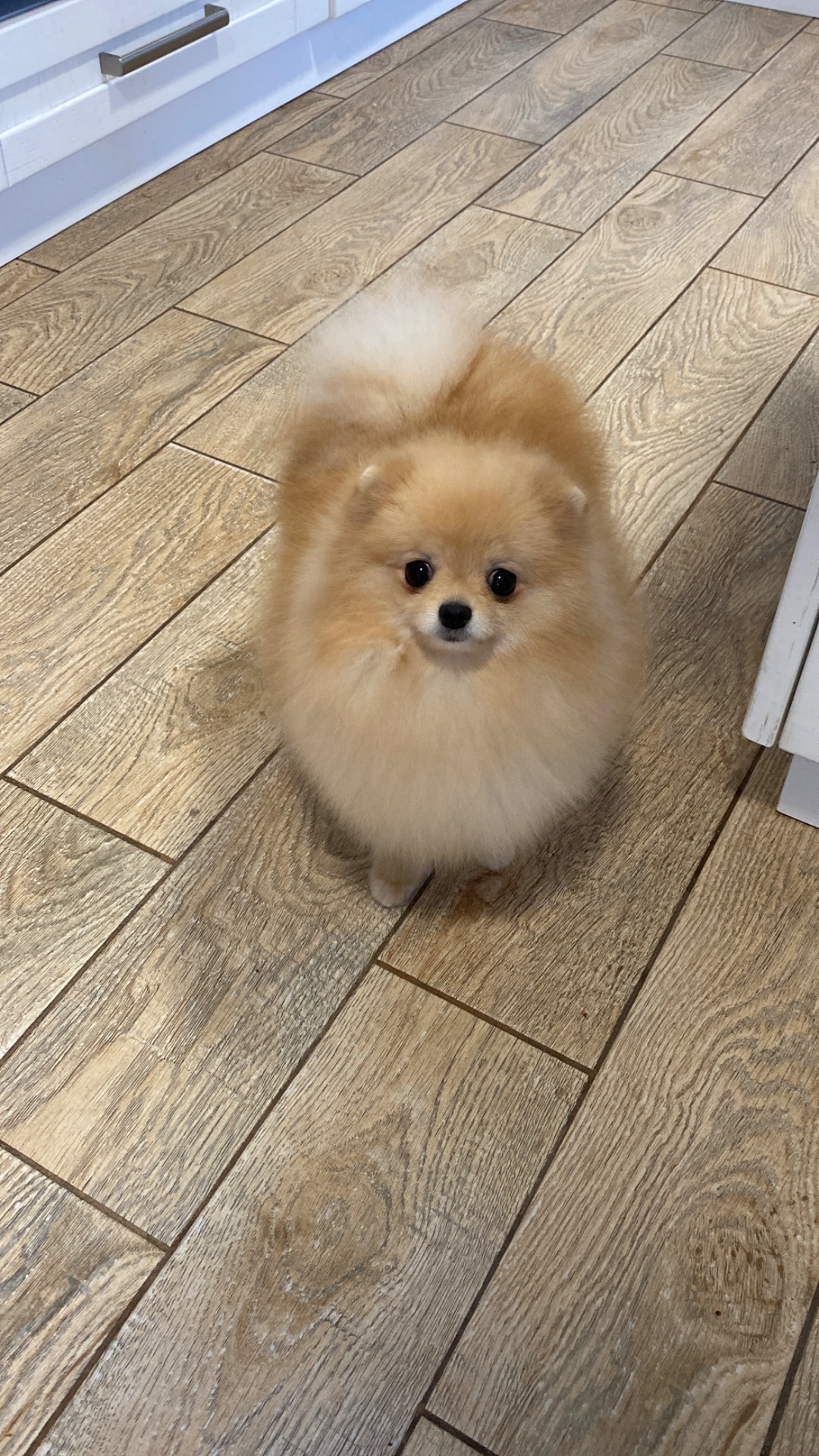 Померанський шпіц дівчинка