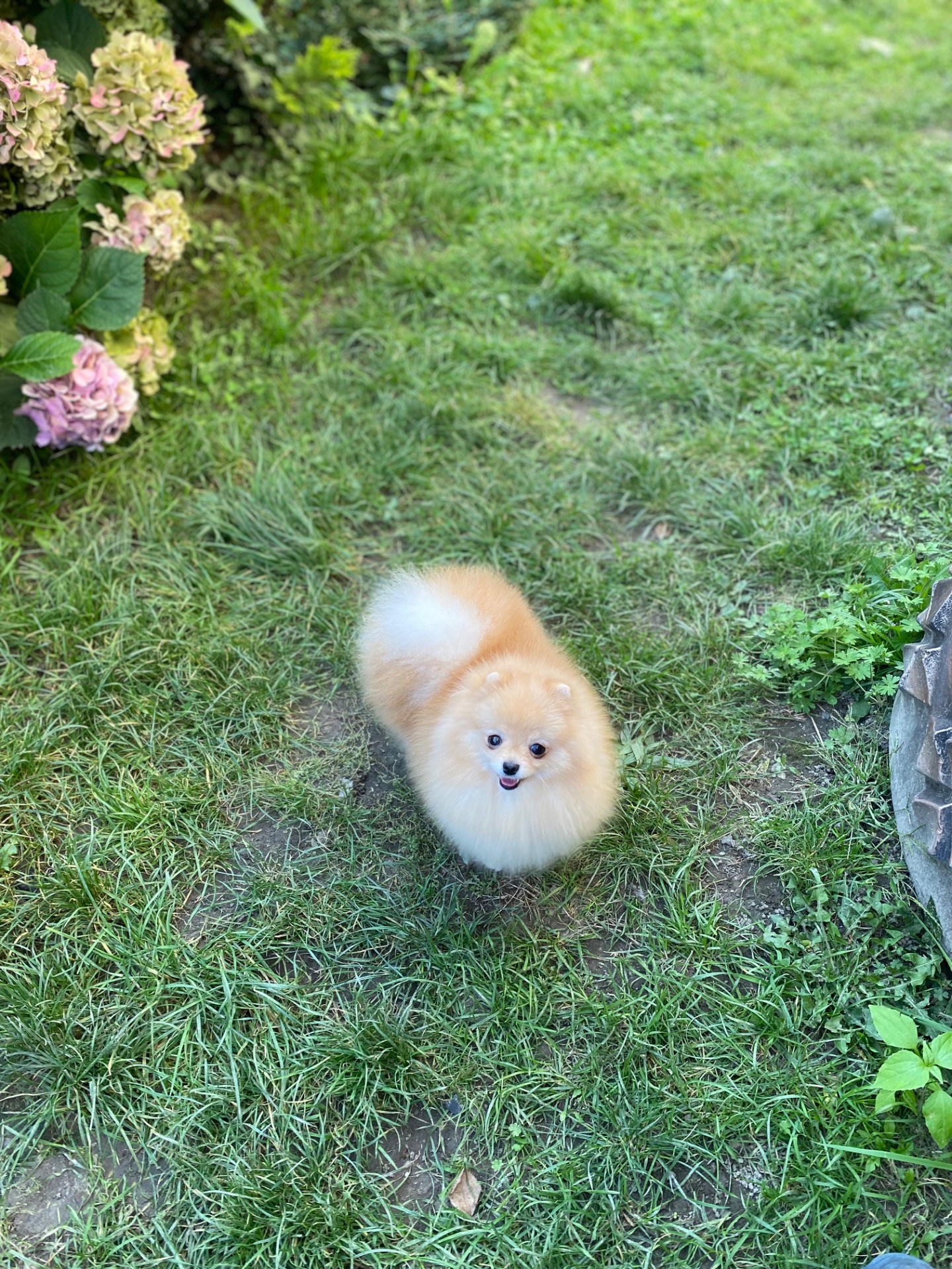 Померанський шпіц дівчинка