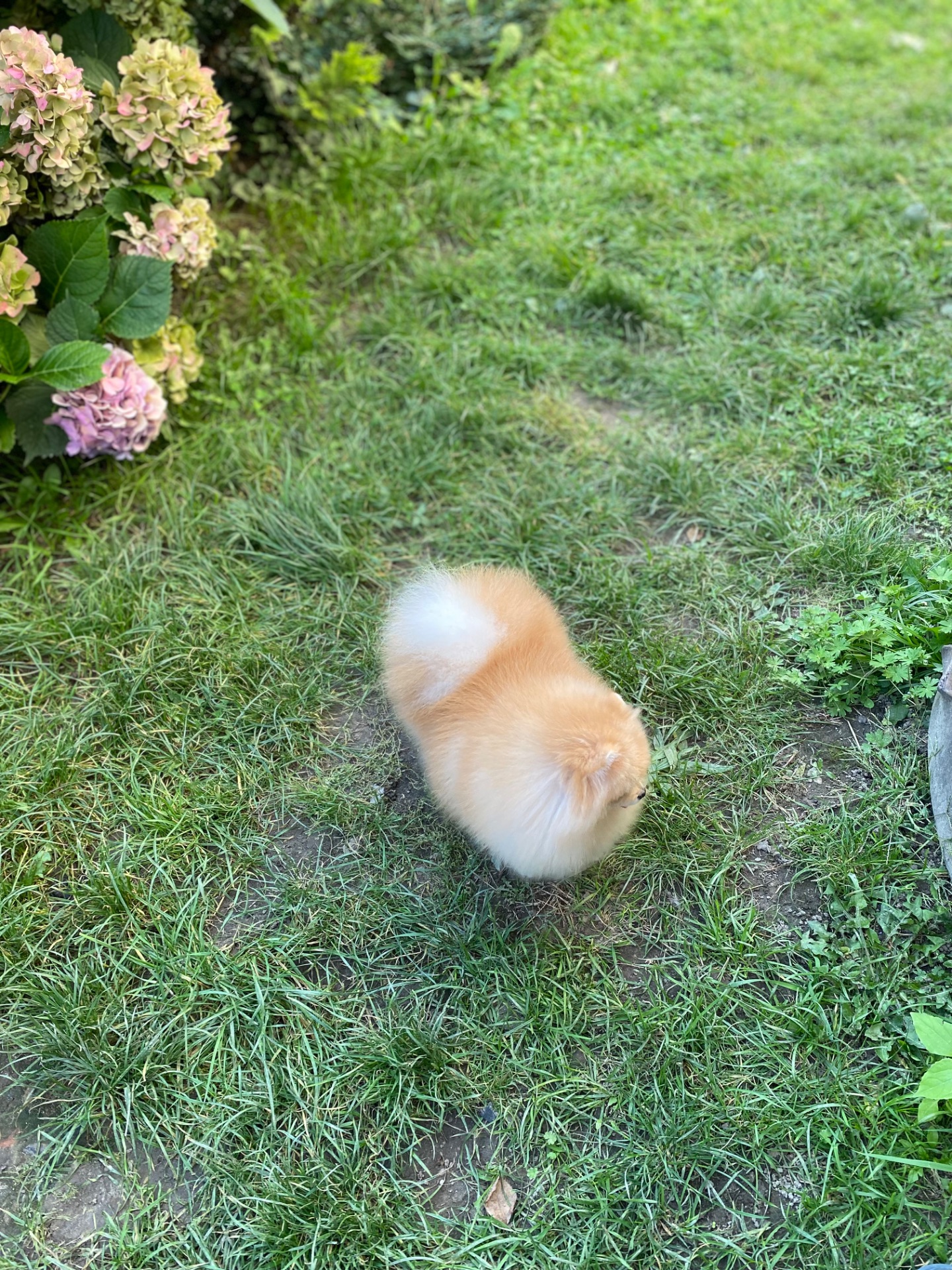 Померанський шпіц дівчинка