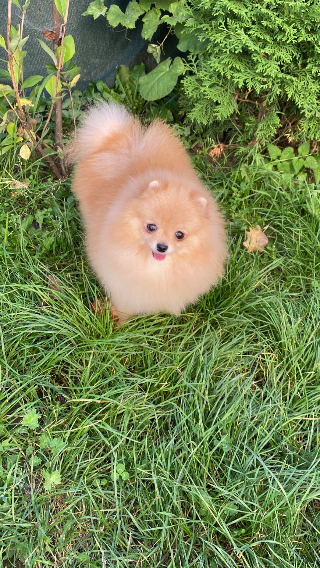 Померанський шпіц дівчинка
