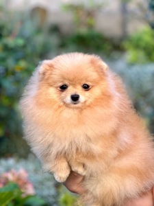 Померанський шпіц дівчинка