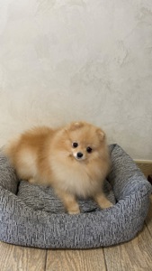 Померанський шпіц дівчинка