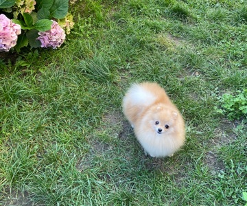 Померанський шпіц дівчинка