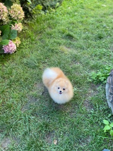 Померанський шпіц дівчинка