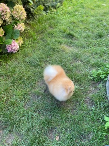 Померанський шпіц дівчинка