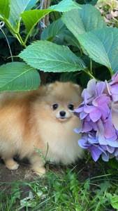 Померанський шпіц дівчинка