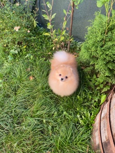 Померанський шпіц дівчинка