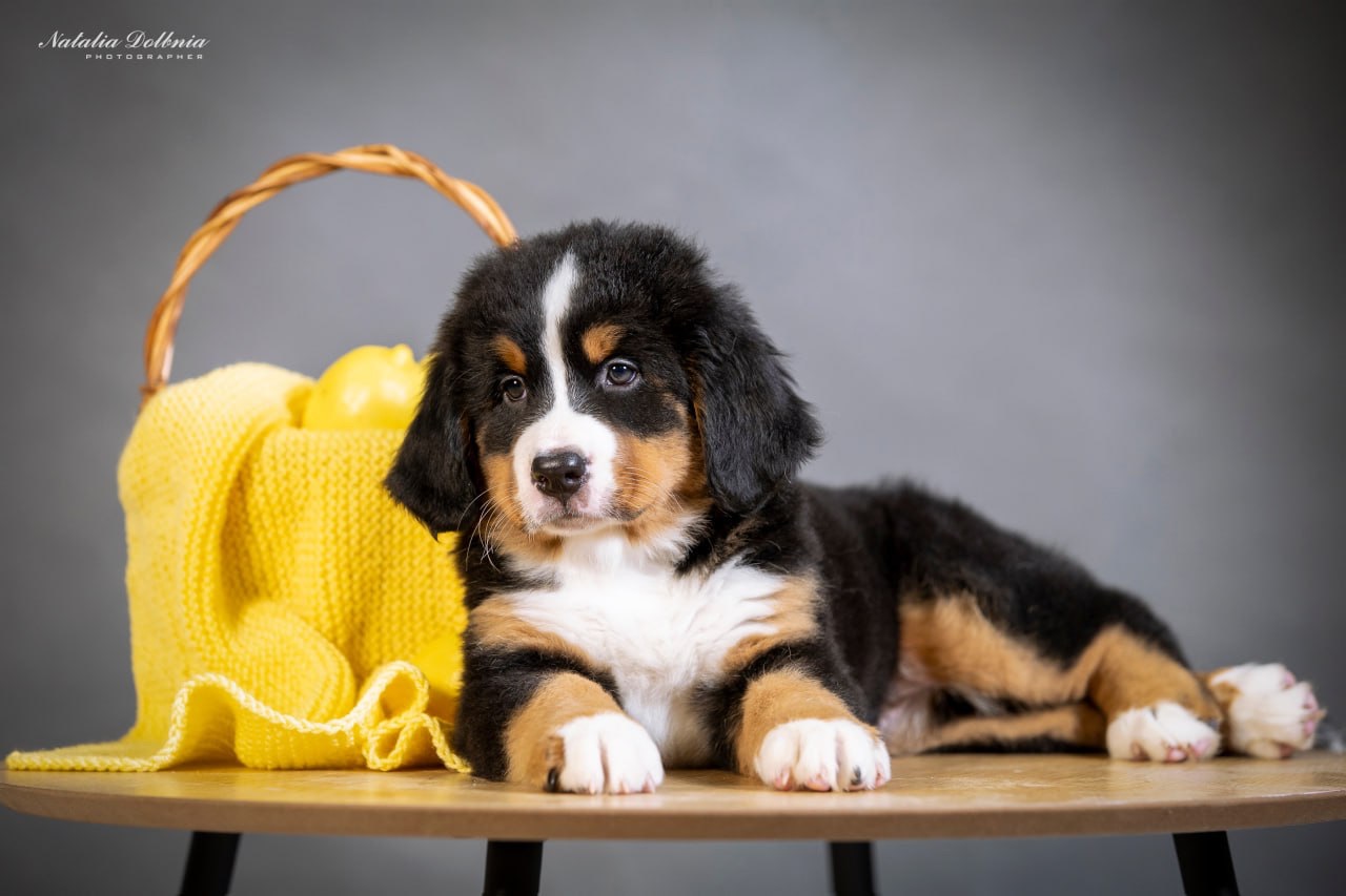 Цуценя бернского зенненхунда