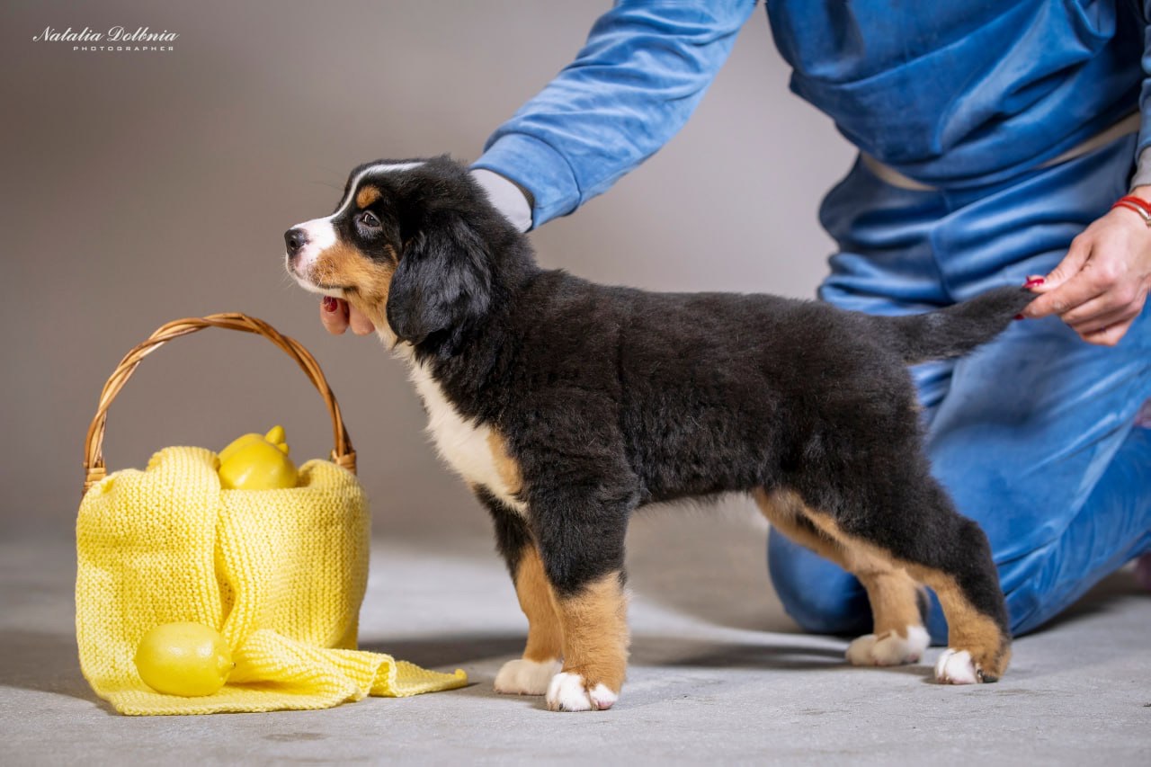 Цуценя бернского зенненхунда