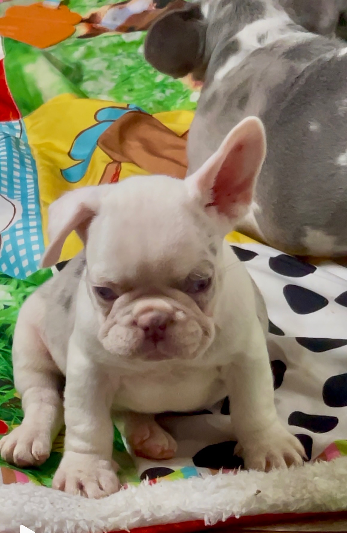 Дівчинка лілове мерле