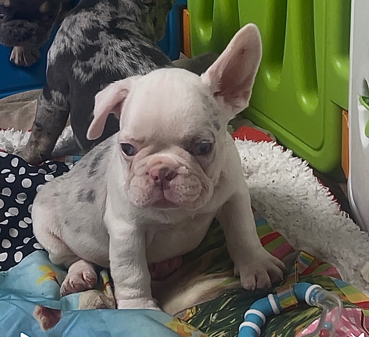 Дівчинка лілове мерле