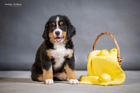 Цуценя бернского зенненхунда