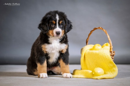 Цуценя бернского зенненхунда