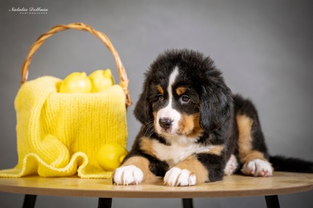 Цуценя бернского зенненхунда