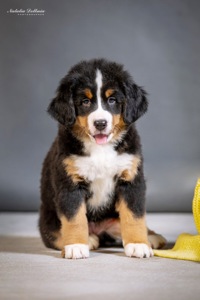 Цуценя бернского зенненхунда
