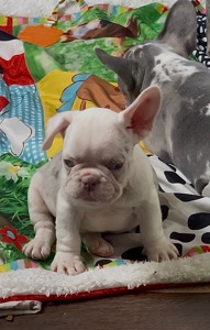 Дівчинка лілове мерле