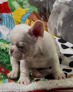 Дівчинка лілове мерле