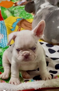 Дівчинка лілове мерле