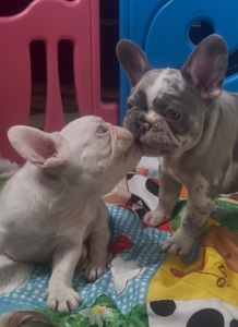 Дівчинка лілове мерле