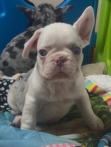 Дівчинка лілове мерле