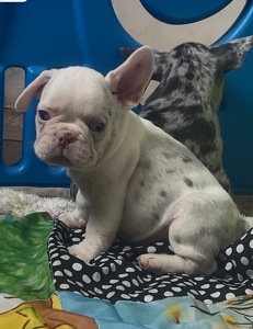 Дівчинка лілове мерле