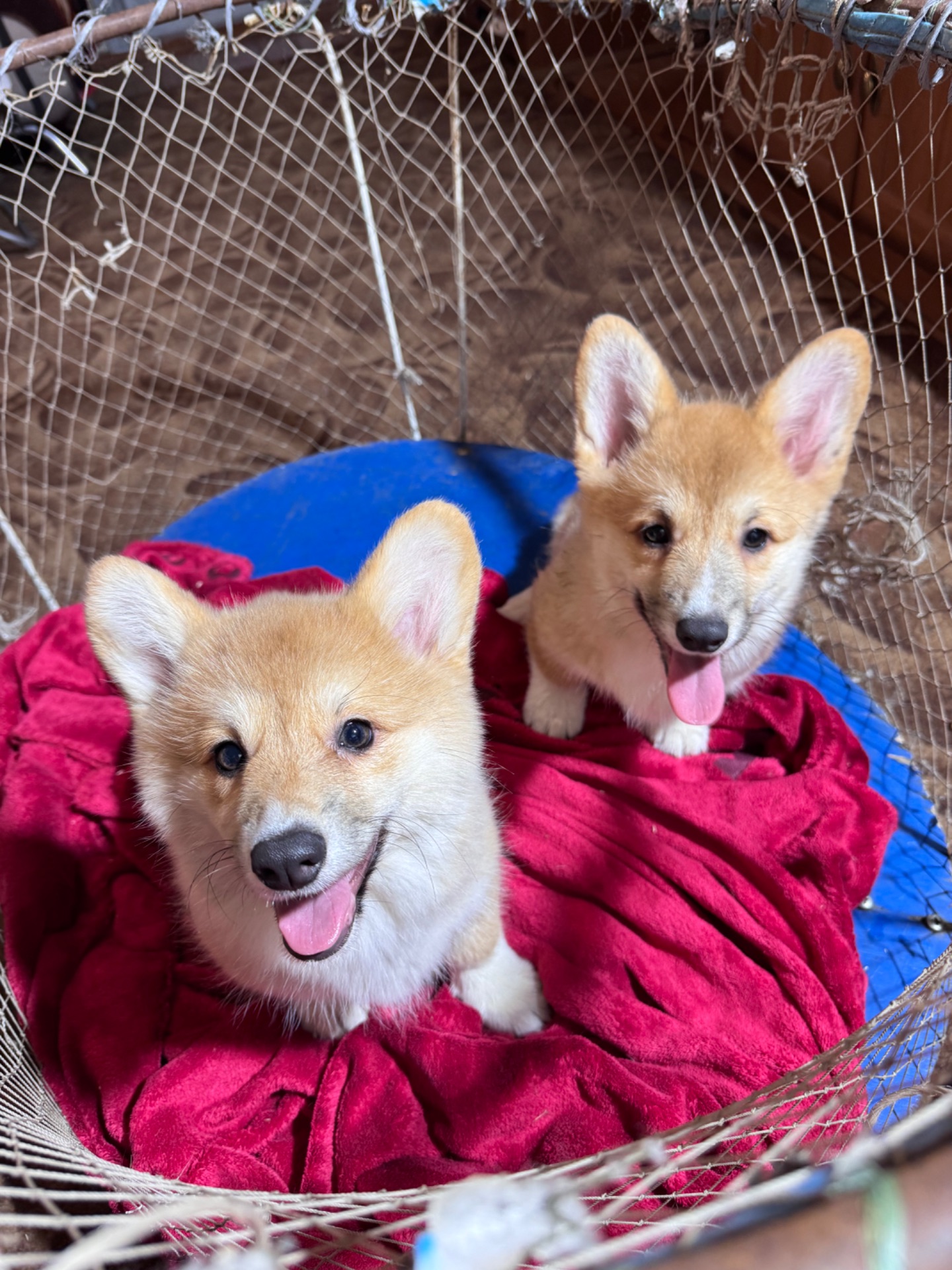 Вельш коргі пемблок бобтейл