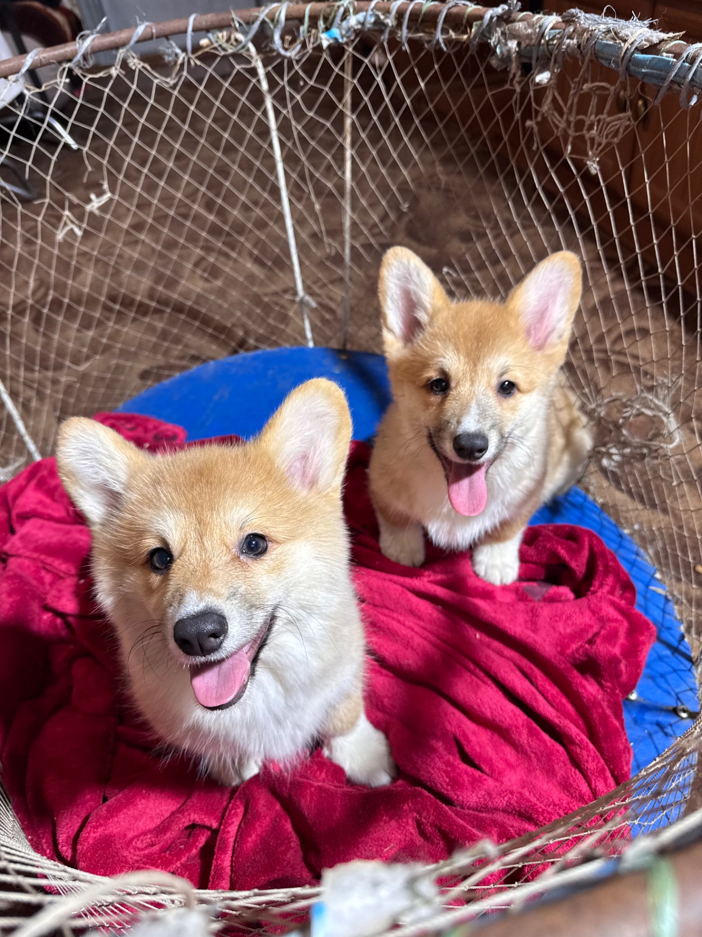 Вельш коргі пемблок бобтейл