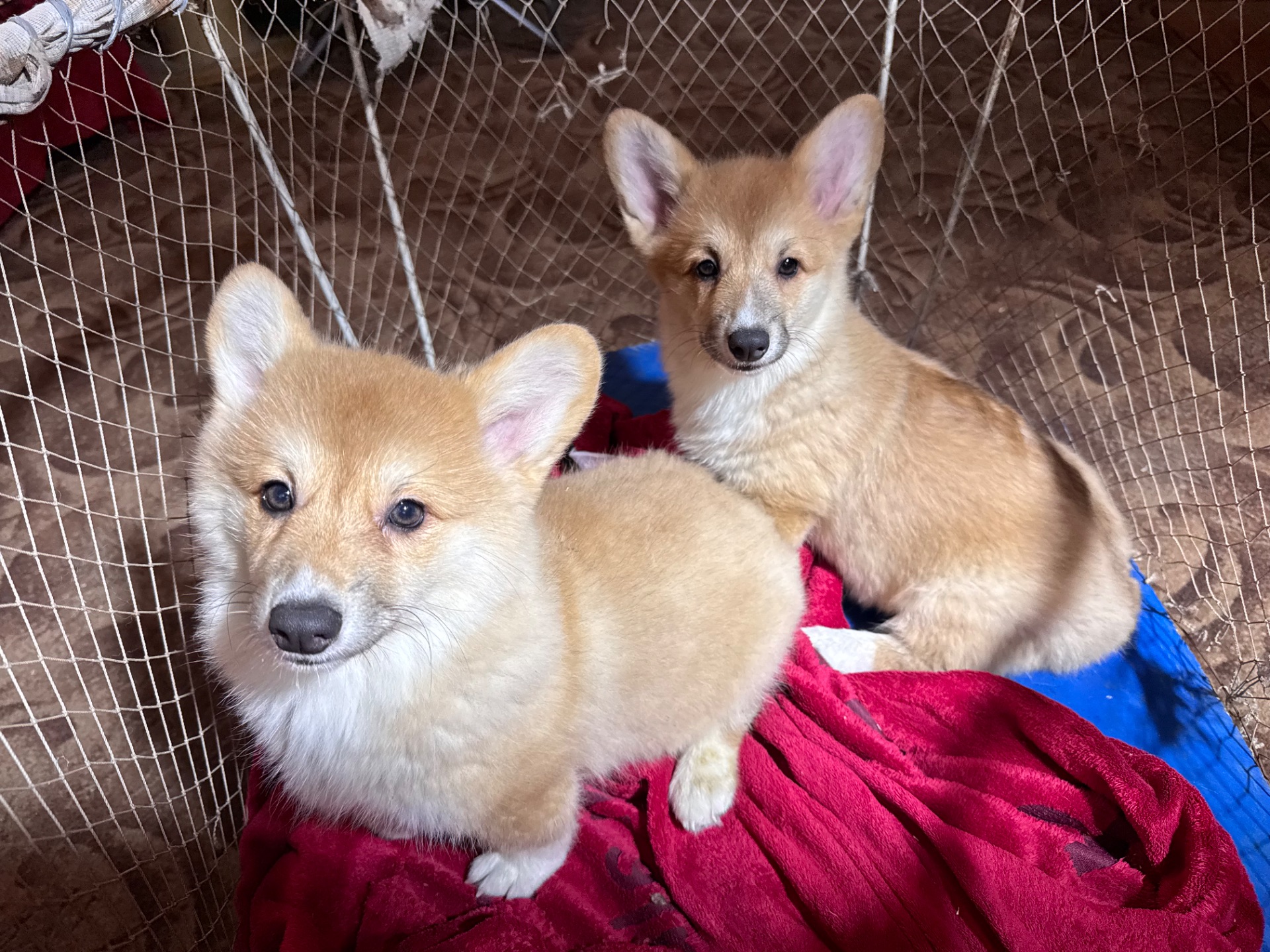 Вельш коргі пемблок бобтейл