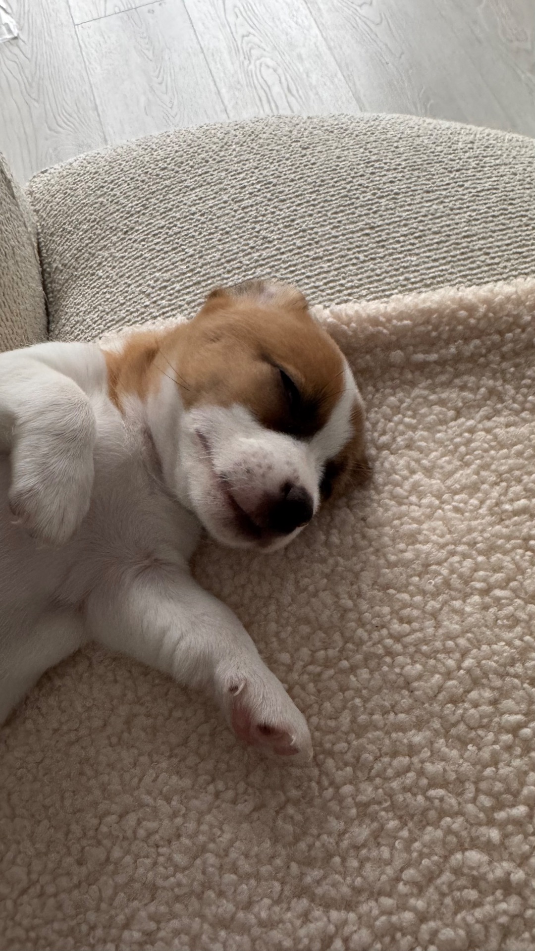 Дівчинка Джек Рассел