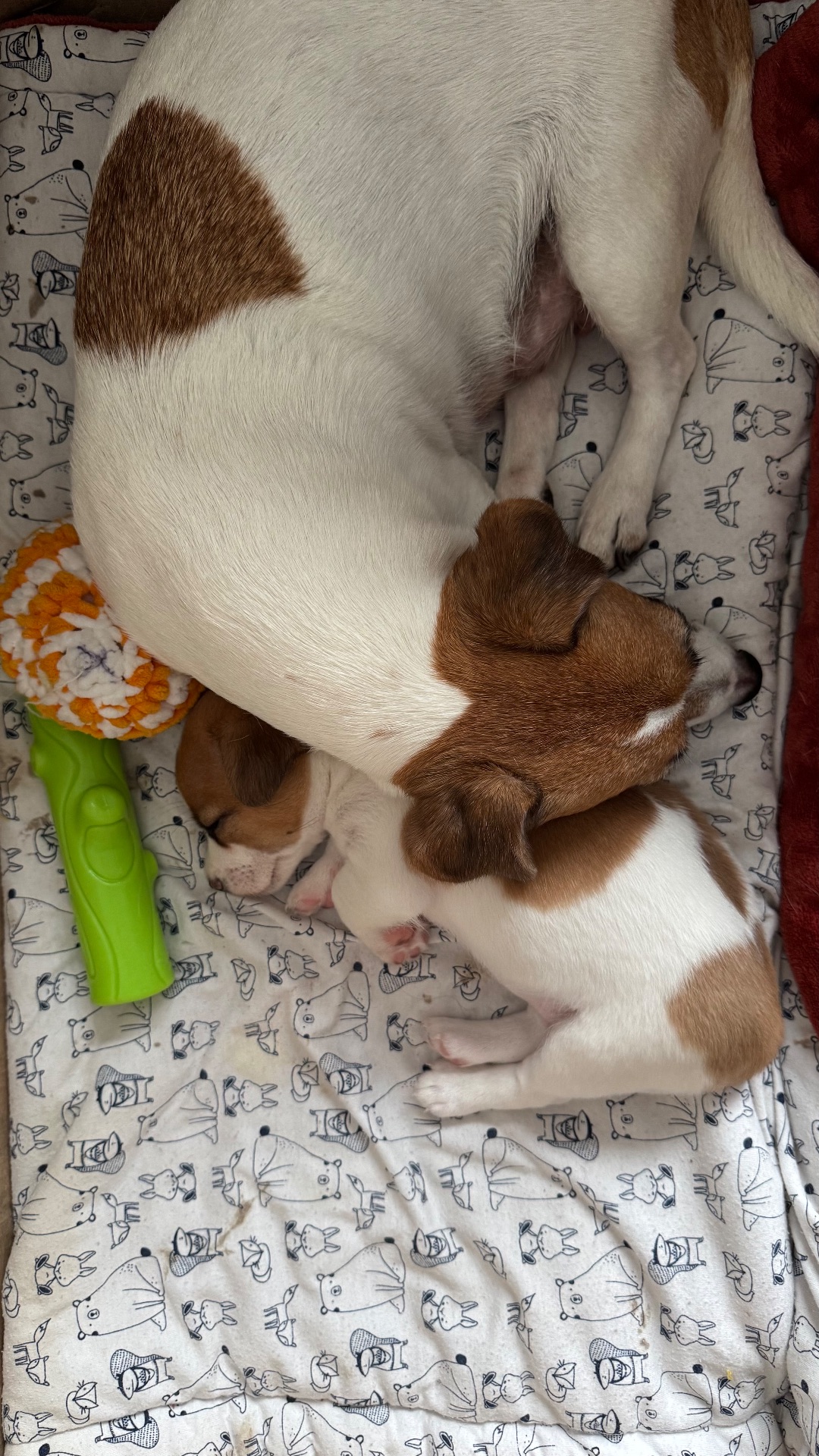 Дівчинка Джек Рассел